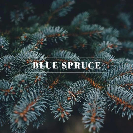 22-BL | Auto Fragrance | Blue Spruce