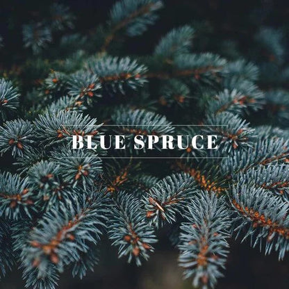 00089 OIL- Blue Spruce 1/2 OZ - A&B Wholesale Market Inc