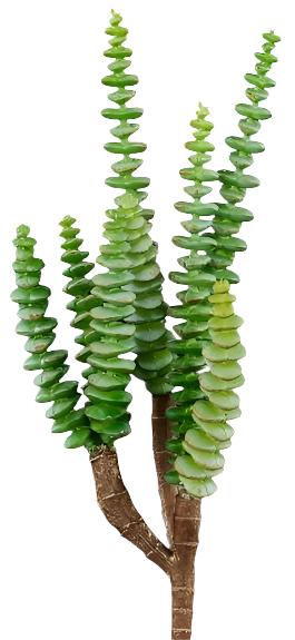 FE1049H8 11.5"L UV SHIELD SUCCULENT PICK GREEN W/BLUE