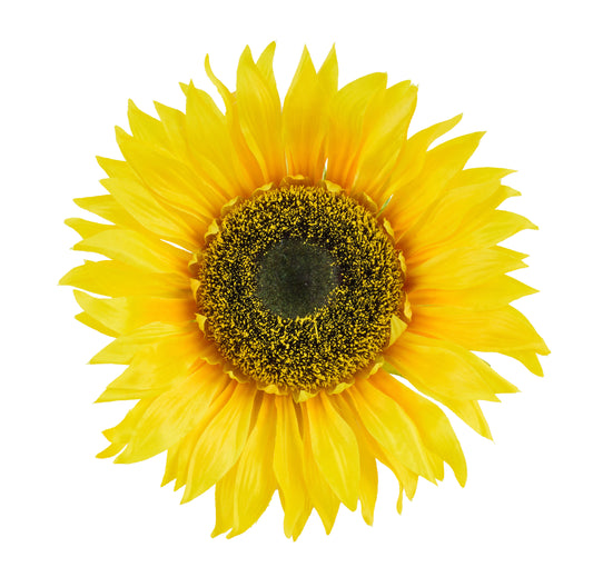 FJ5186 | 13"Dia | Single Sunflower Head | Yellow