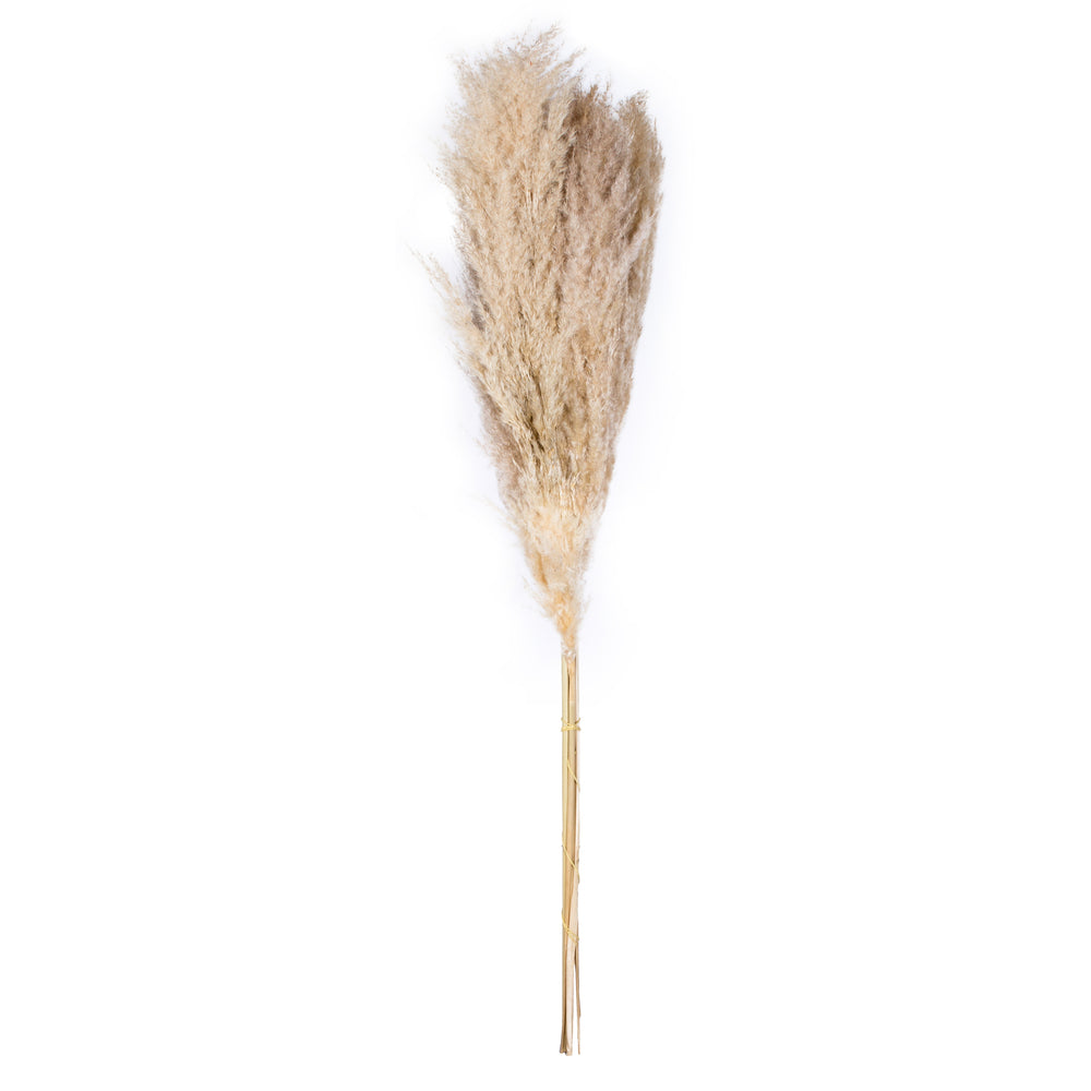 H2PPS000-6 | 46" | Dried Bleached Pampas Grass | Natural | 6pcs/Bundle