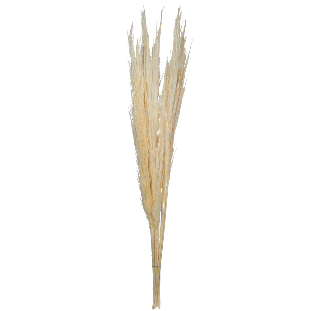 H2PPS999-6 | 46" | Dried Bleached Pampas Grass | Bleached | 6pcs/Bundle