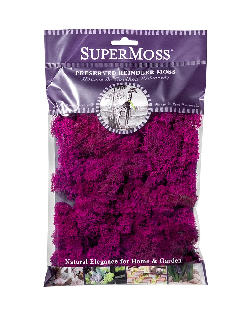 23164 Reindeer Moss Fuchsia - A&B Wholesale Market Inc