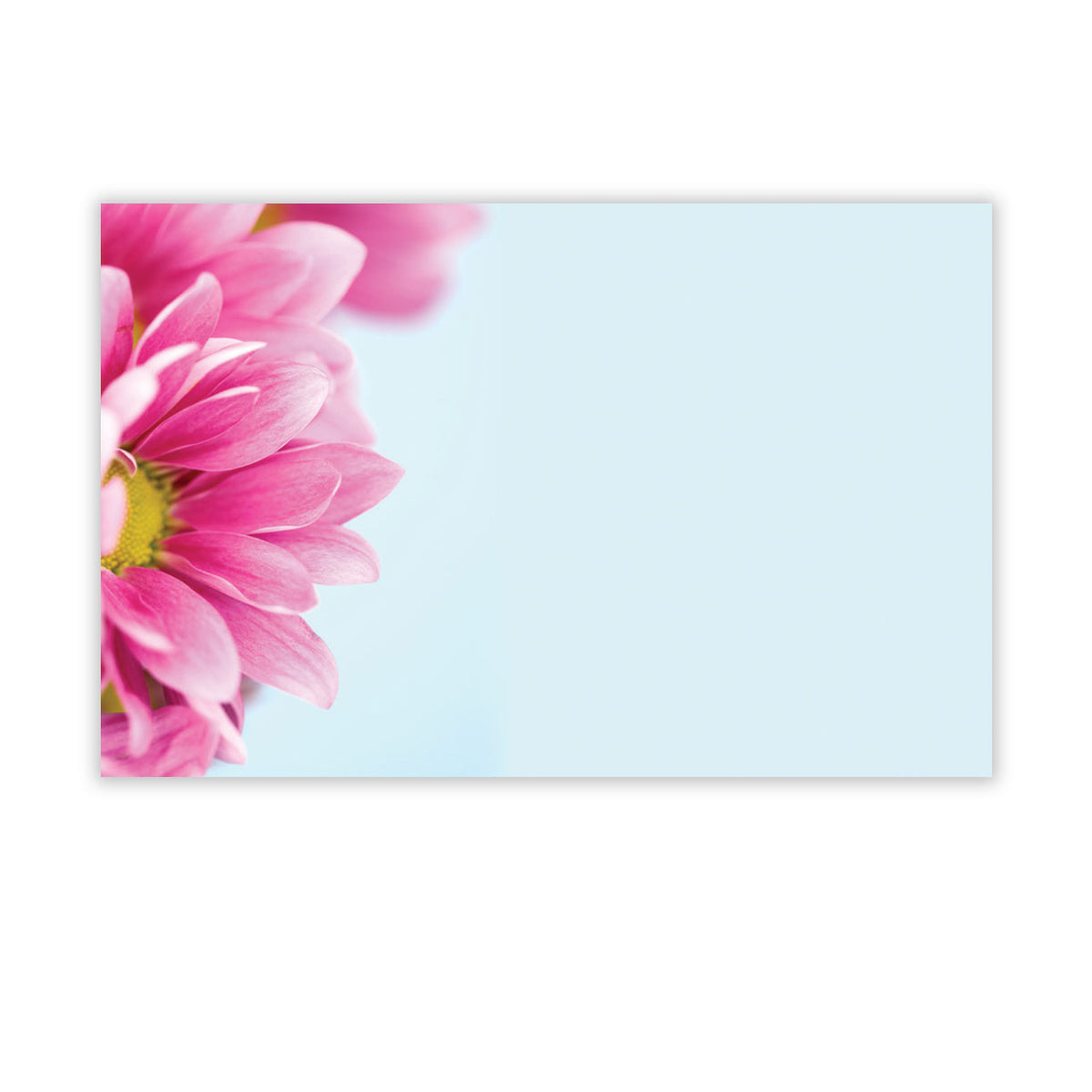 SP0692 | NO SENTIMENT | Pink Gerbera w/Blue BG | 50Cards/Pkg