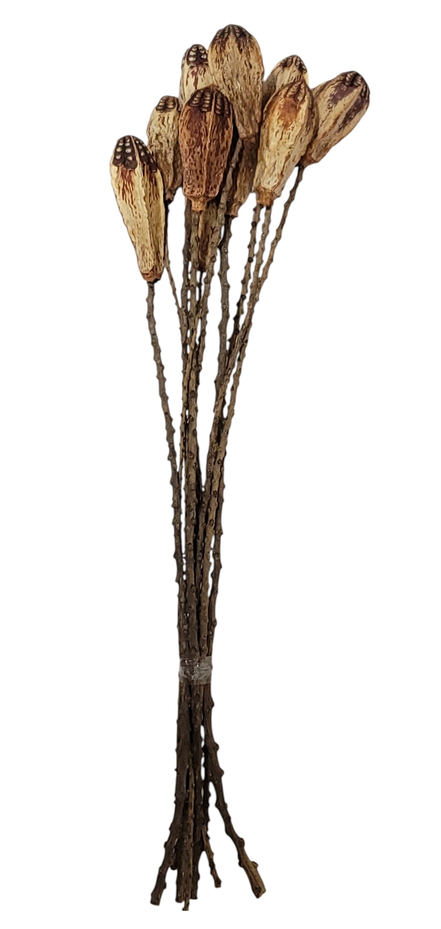 TT3073 | 23.5"L | Mahogany Pod Stem Bundle x10