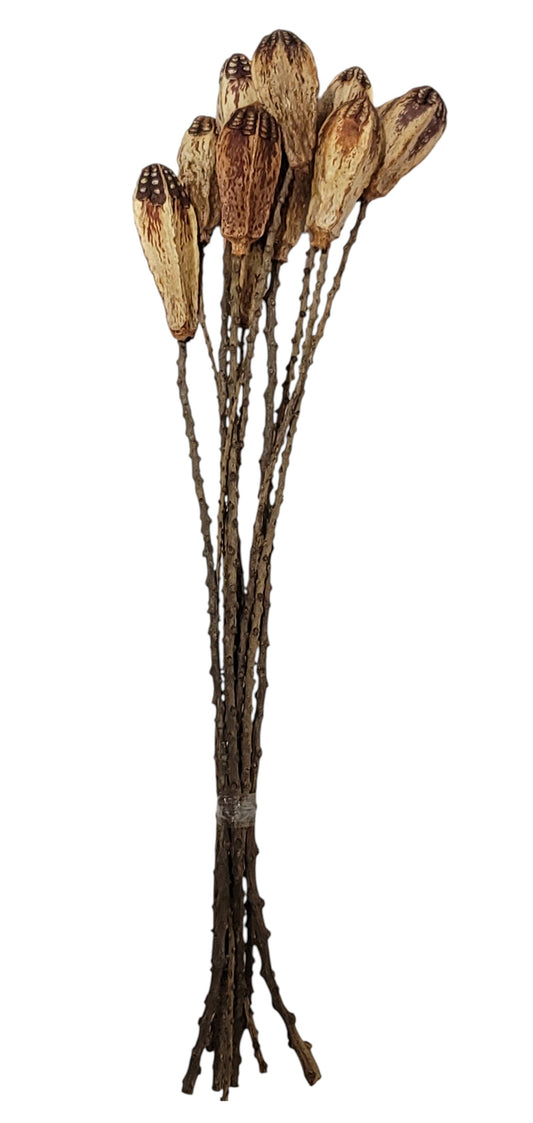 TT3073 | 23.5"L | Mahogany Pod Stem Bundle x10