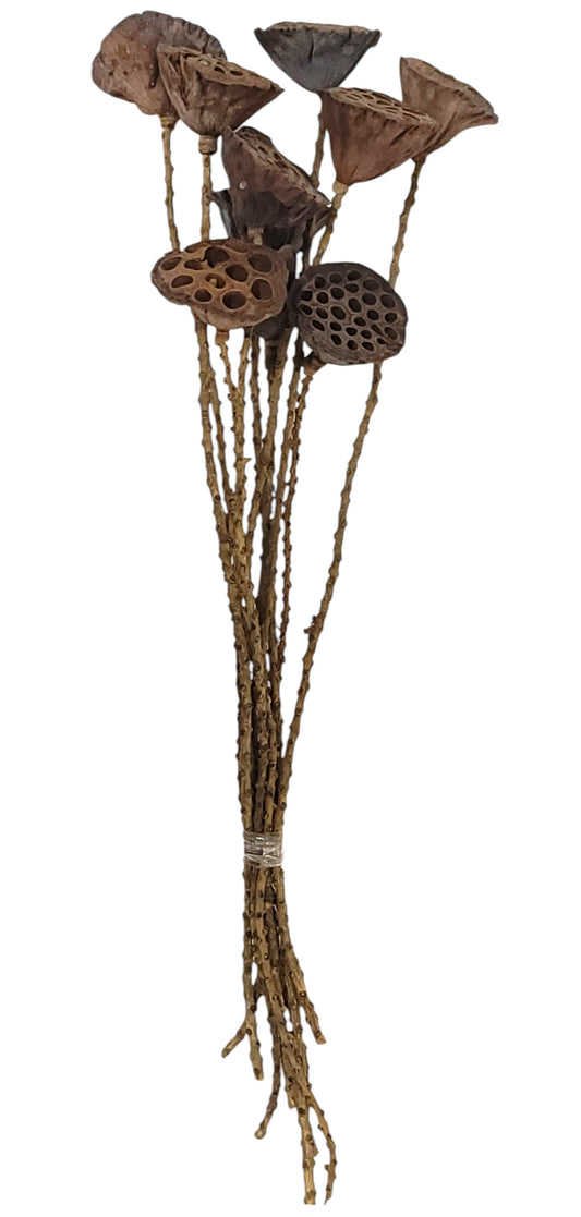 TT3068 | 23.5"L | Lotus Pod Stem Bundle x10