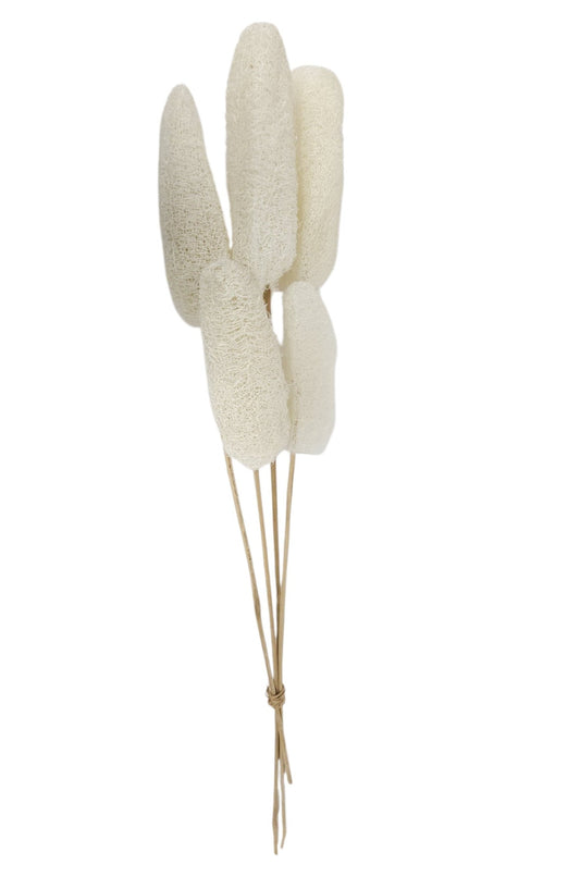 TT305131 | 20-22"L | Bleached Loofa Bundle x5
