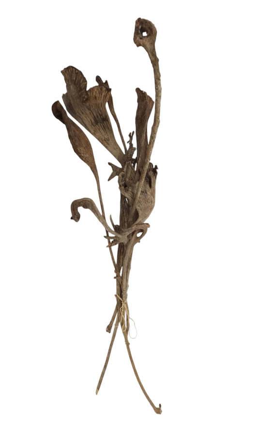 TT3064 | 17.75"L | Mixed Natraj Bundle x5 | Natural