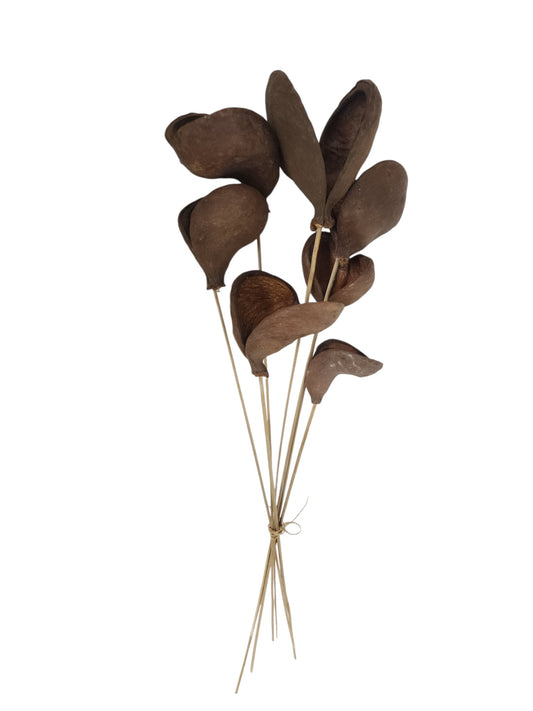 TT3067 | 23.5"L | Badam Nut Twig Stem Bundle x7 | Natural
