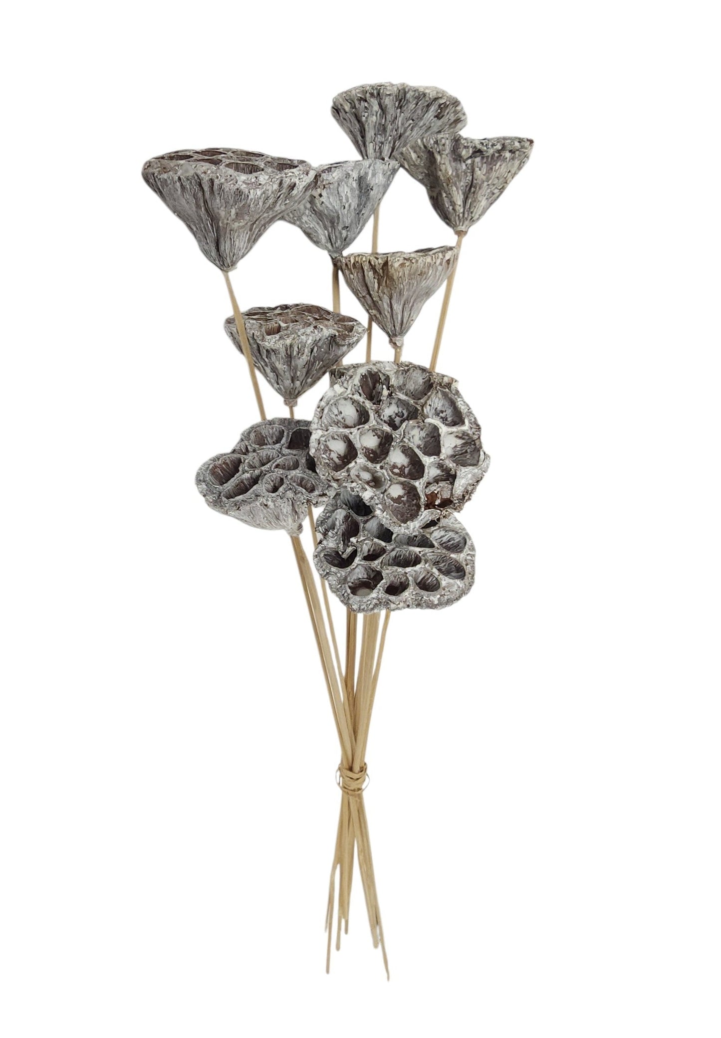 TT309530 | 20"L | Lotus Pod On Twig Stem Bundle x10 | Whitewash