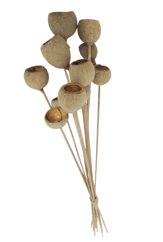 TT3111 | 1"-1.25"L | Pep Cup/Twig Stem Bundle x12 | Natural