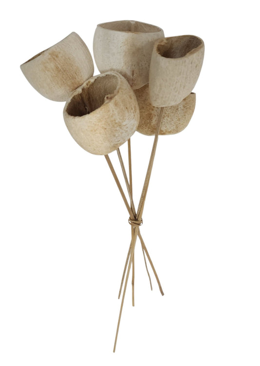 TT313331 | 21"L | Tal Cup On Bamboo Stem Bundle x5 | Bleached