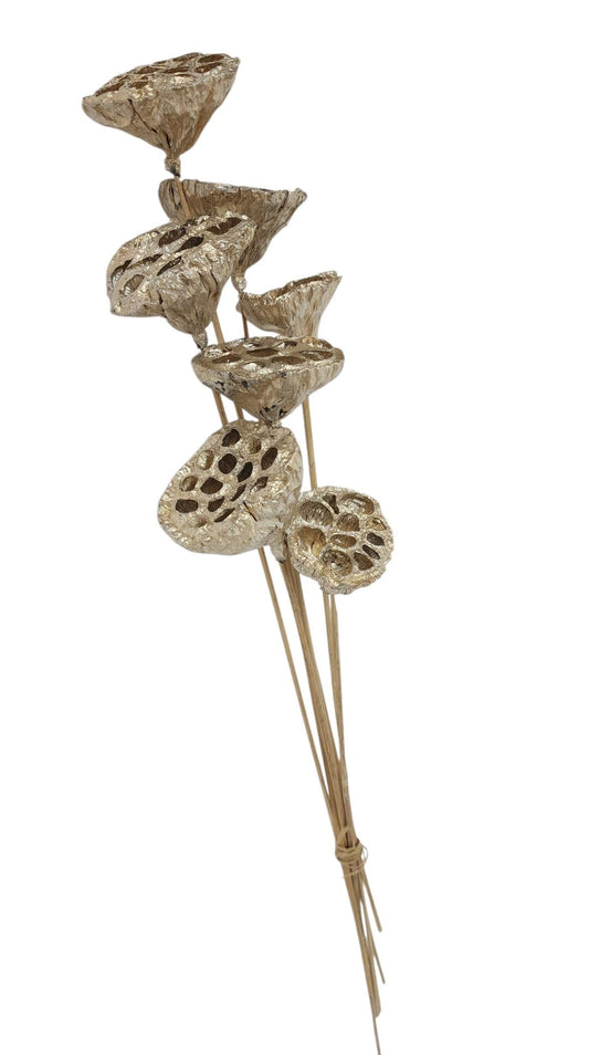TT316233 | 20"L | Lotus Pod On Stem Bundle x7 | Champagne