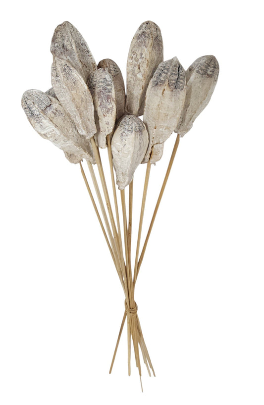 TT316830 | 23.5"L | Mahogany Pod Stem Bundle x10 | Whitewash