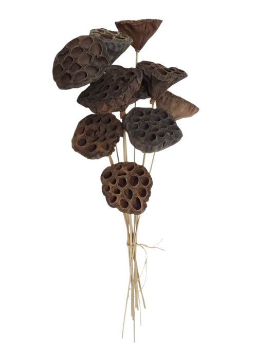 TT3177 | 23.5"L | Lotus Pod Stem Bundle x10 | Natural