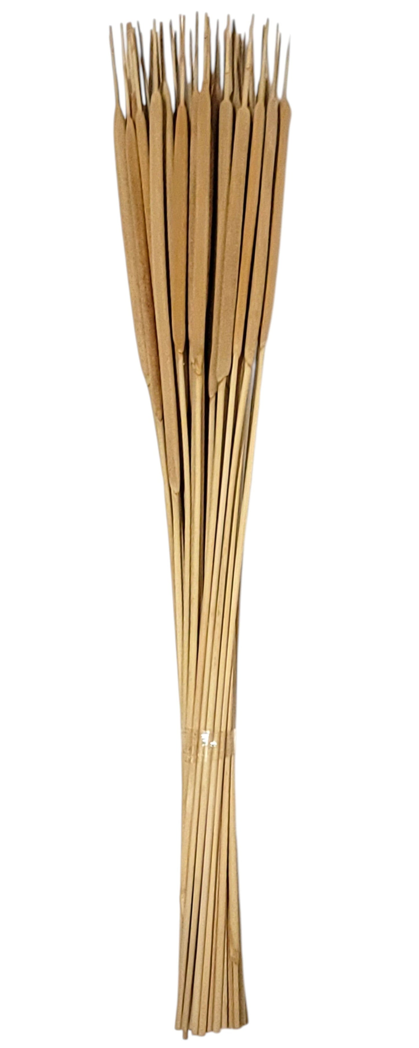 TT3069 | 17.75"L | Cattail Bundle x50