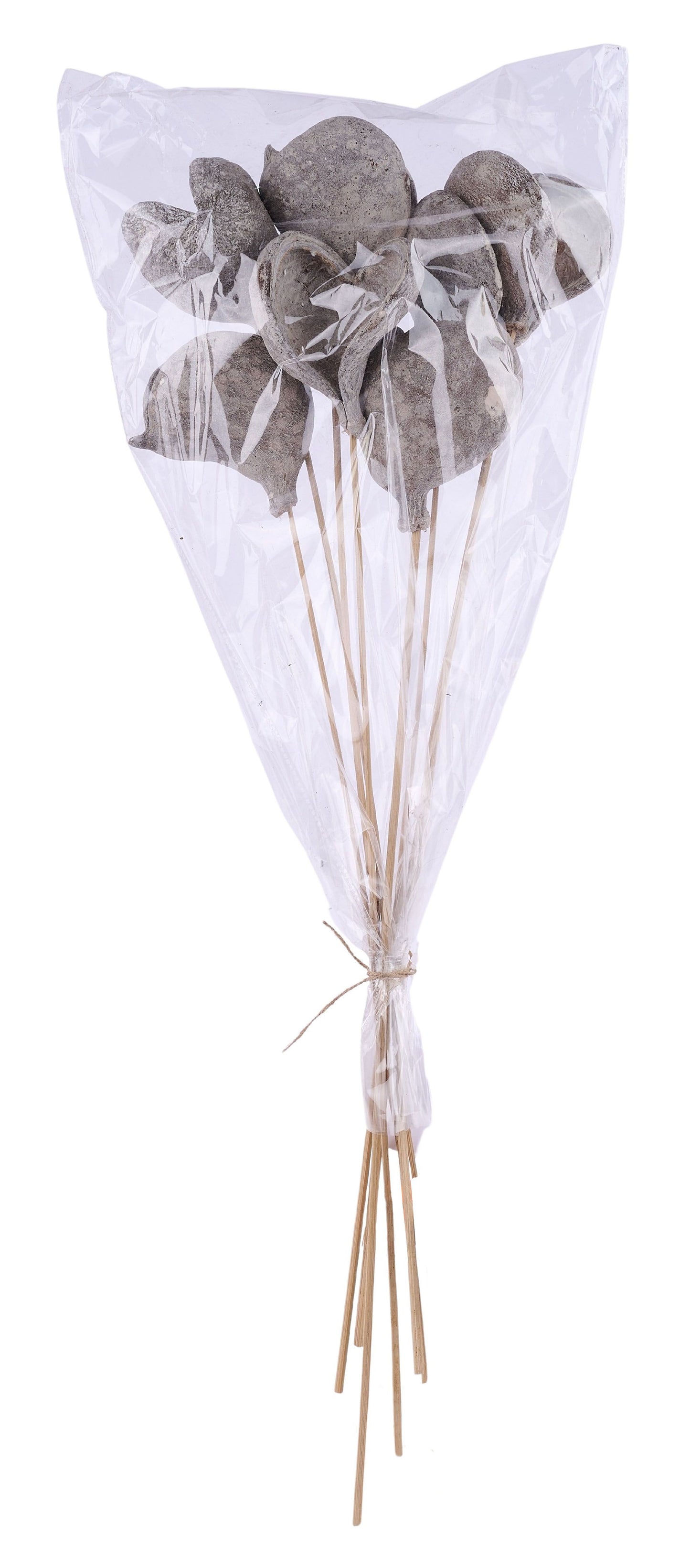 TT309630 | 23.5"L | Badam Nut Twig Stem Bundle x7 | Whitewash