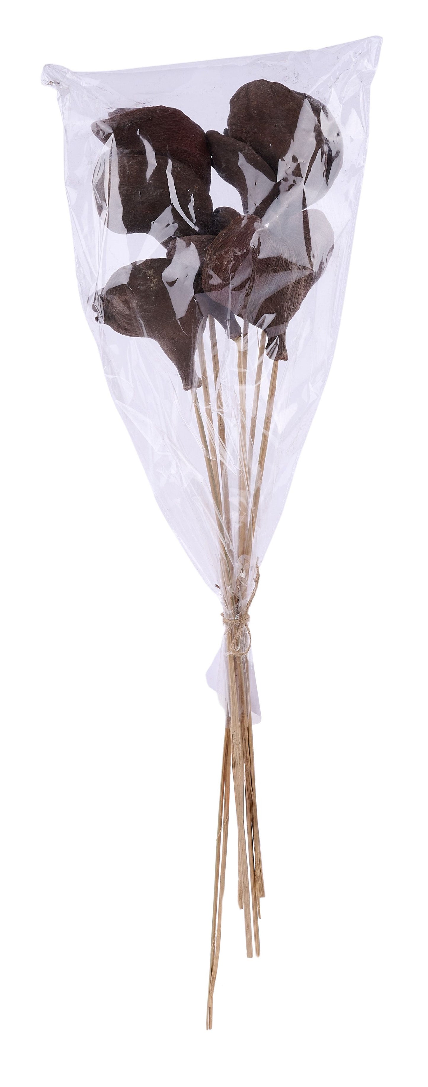 TT3067 | 23.5"L | Badam Nut Twig Stem Bundle x7 | Natural