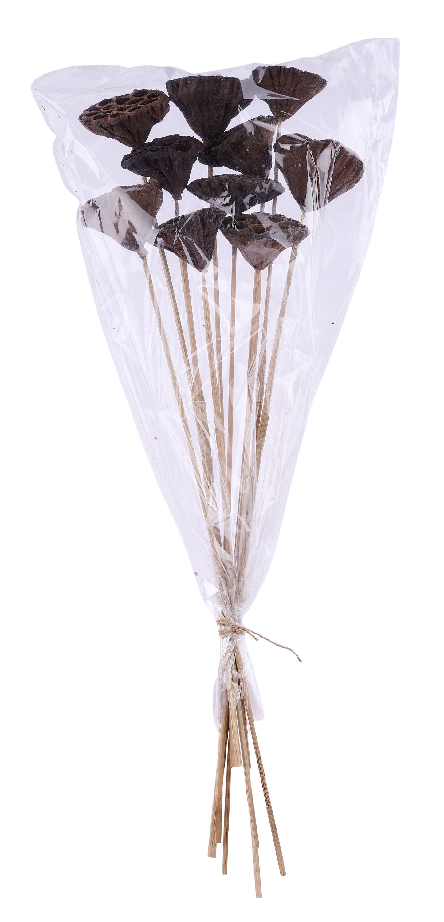 TT3177 | 23.5"L | Lotus Pod Stem Bundle x10 | Natural