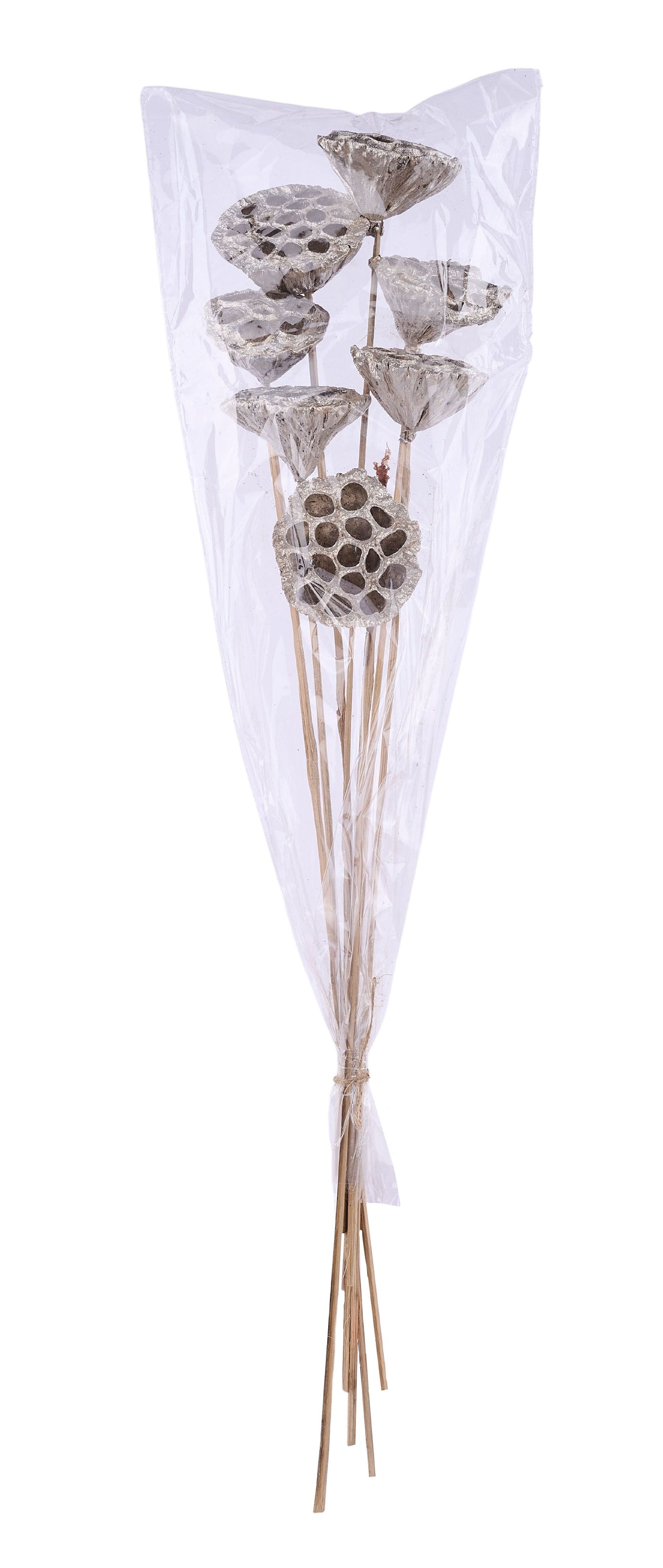 TT316233 | 20"L | Lotus Pod On Stem Bundle x7 | Champagne