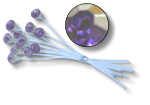 KK9905D | KARA'S KISSES SINGLE RHINESTONES | DARK PURPLE