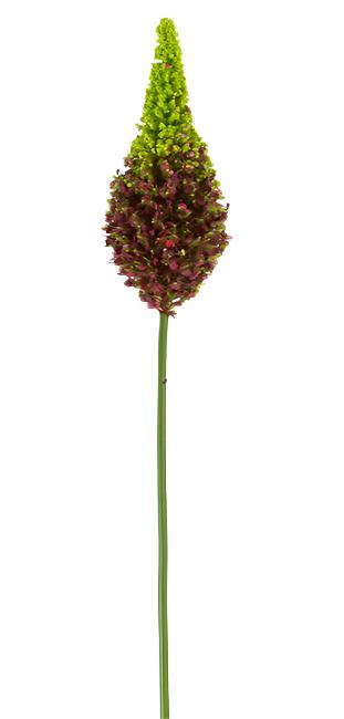 2290081BU- 33" EREMURUS BURGUNDY - A&B Wholesale Market Inc