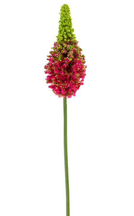 2290081FU- 33" EREMURUS FUSCHIA - A&B Wholesale Market Inc