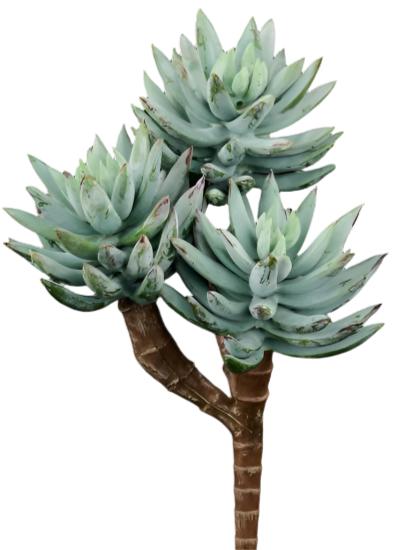 FE1045J5 8"L UV SHIELD SUCCULENT PICK DUSTY TT GREEN - A&B Wholesale Market Inc